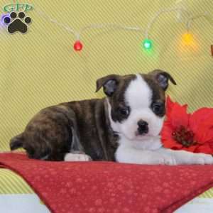 Nicholas, Boston Terrier Puppy